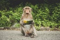 Monkeys on The Big Mountain, Vung Tau city, Vietnam Royalty Free Stock Photo