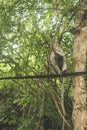 Monkeys on The Big Mountain, Vung Tau city, Vietnam Royalty Free Stock Photo