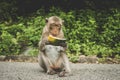 Monkeys on The Big Mountain, Vung Tau city, Vietnam Royalty Free Stock Photo