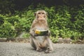 Monkeys on The Big Mountain, Vung Tau city, Vietnam Royalty Free Stock Photo