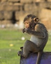 Monkey in Phra Prang Sam Yot. Royalty Free Stock Photo