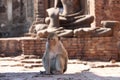 Monkeys on Buddha statues background at Phra Prang Sam Yot in Lopburi during the daytime. Royalty Free Stock Photo