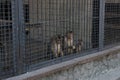 Monkeys in a cage in a zoo. Sadness. Royalty Free Stock Photo
