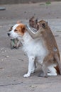 Monkeys checking for fleas