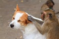 Monkeys checking for fleas and ticks