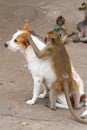 Monkeys checking for fleas and ticks