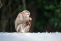 Monkeys checking for fleas and ticks on concrete fence in the pa