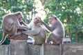 Monkeys checking for fleas and ticks on concrete fence in the pa