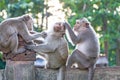 Monkeys checking for fleas and ticks on concrete fence in the pa