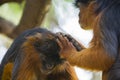 Monkeys checking for flees Royalty Free Stock Photo