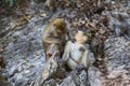 Monkeys cleaning each other Royalty Free Stock Photo