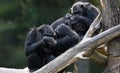 Monkeys cleaning and take care of each others fur..