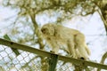 Monkeys climb through wire fences and the city