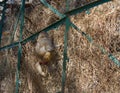 Monkeys climb through wire fences and the city