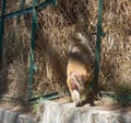 Monkeys climb through wire fences and the city