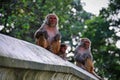 Monkeys climbing the wall of Buddhist shrine above Kathmandu Royalty Free Stock Photo