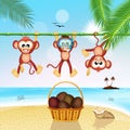 Monkeys and coconuts