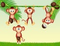 Monkeys and coconuts