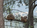 Monkeys cuddled up on a tress