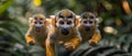 Concept Wildlife Photography, Nature, Monkeys displaying agility in Manuel Antonio Park Costa Rica