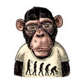 Monkeys Dressed In A T-shirt With The Theory Of Evolution On The Contrary.