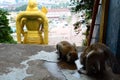 Monkeys drinking in a puddle. Batu Caves hindu temple. Gombak, Selangor. Malaysia Royalty Free Stock Photo