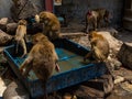 Monkeys drinking water from box