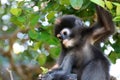 Monkeys or Dusky Langur eating leaves in the rain forest