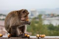 Monkeys eat bananas