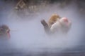 Snow Monkey in Nagano Japan