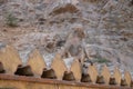 Monkey seating so cool in his wall, Rajasthan, India