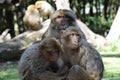 Monkeys family / Famille de singes Royalty Free Stock Photo