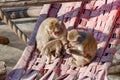 Monkeys family sits in a hammock in the trees