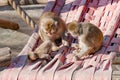 Monkeys family sits in a hammock in the trees