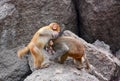 The monkeys fight Royalty Free Stock Photo