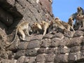 Monkeys fight over a temple in Lopburi Royalty Free Stock Photo