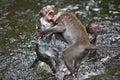 Monkeys fighting