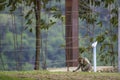 The monkeys find food on the grass Backgrounds wood bridge at Kaeng Krachan Dam , Phetchaburi Iin Thailand Royalty Free Stock Photo