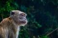 Monkeys in Kuala Lumpur, Malasia Royalty Free Stock Photo