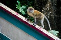 Monkeys in Kuala Lumpur, Malasia Royalty Free Stock Photo