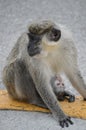 Monkeys in Fort Lauderdale