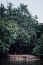 Monkeys gather around the shore of a swampy area of borneo