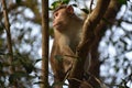 Monkey Doing Survey from Tree Royalty Free Stock Photo
