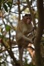 Monkey Doing Survey from Tree Royalty Free Stock Photo