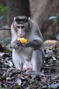 Monkey Eating Fruit Sitting on Street