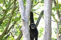 Monkeys : gibbon hanging in tree Royalty Free Stock Photo