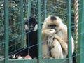 Monkeys- Gibbons Royalty Free Stock Photo
