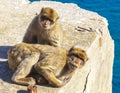 Monkeys in Gibraltar, Barbary Apes