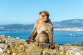 Monkeys from Gibraltar