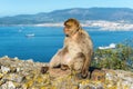 Monkeys from Gibraltar